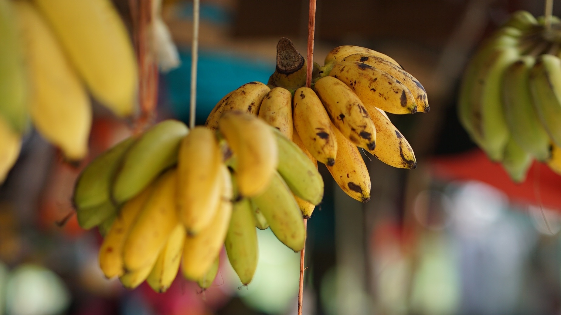 Vietnam Promotes HigherQuality Bananas for Export to China Produce